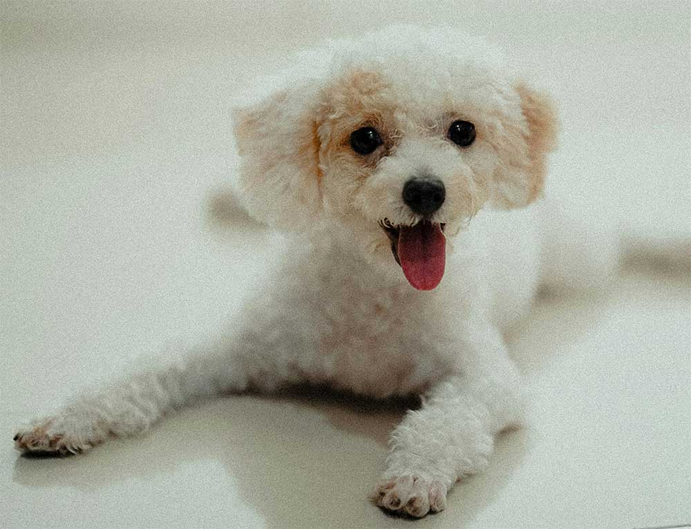 How To Teach Division To 3rd Graders